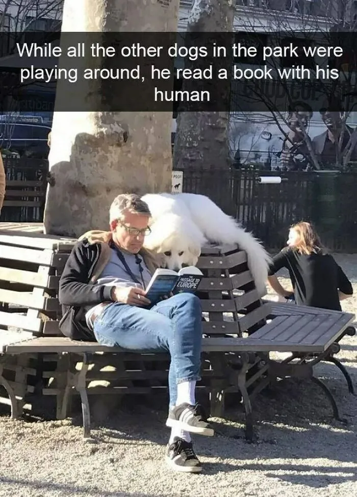 I Collected 18 Wholesome Dog Snaps That Might Make Your Day A Little Brighter