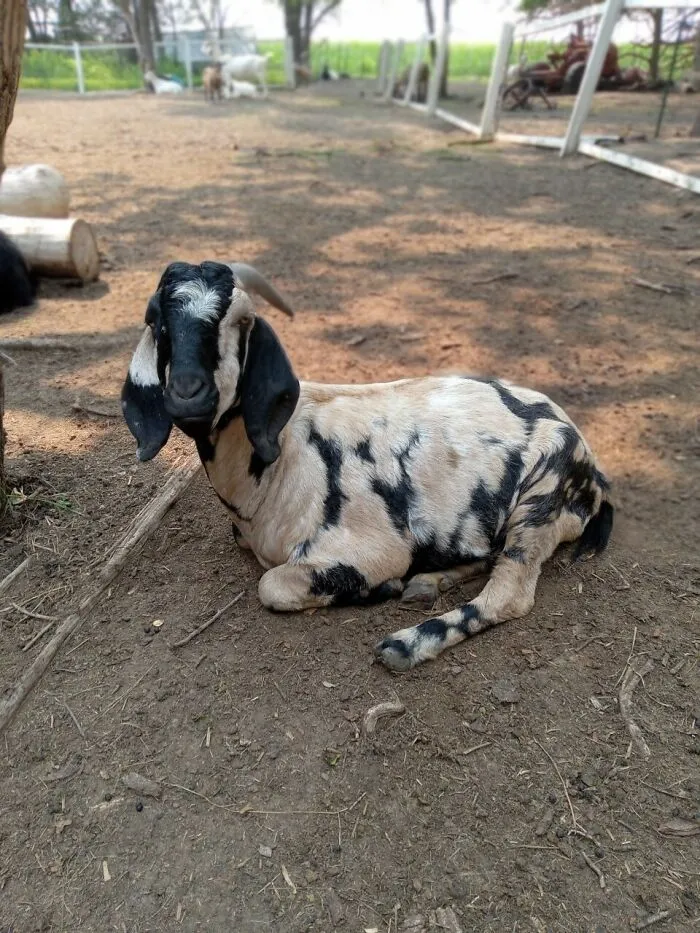 Rescue Goats And Sheep Living Their Best Life (37 Pics)