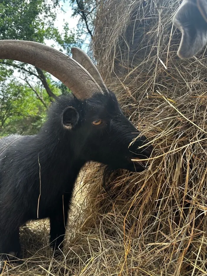 Rescue Goats And Sheep Living Their Best Life (37 Pics)