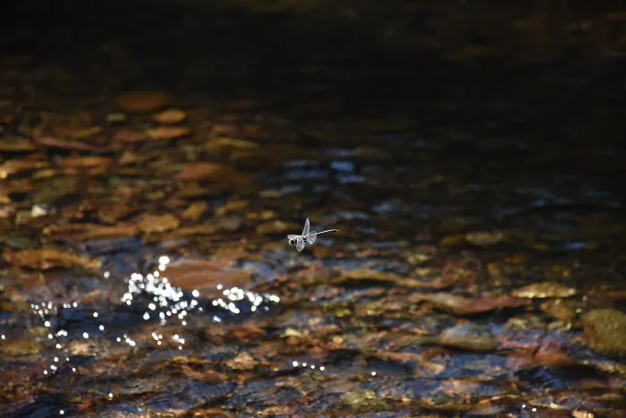 When I Finally Managed To Capture A Good One Of A Dragonfly After Trying All Weekend!