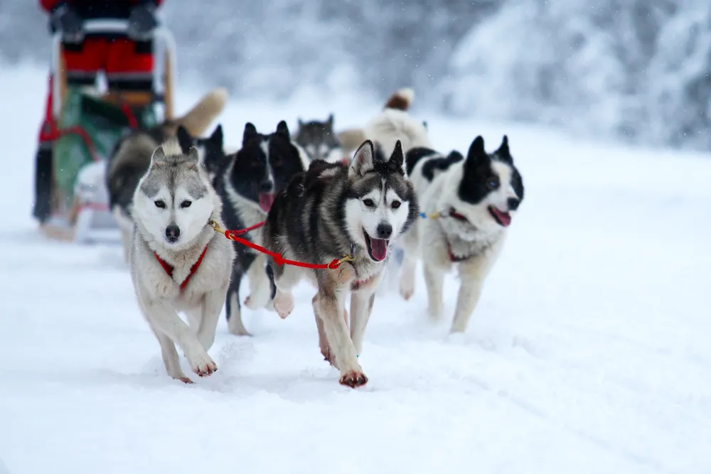 My Dogs Picture In A Snow