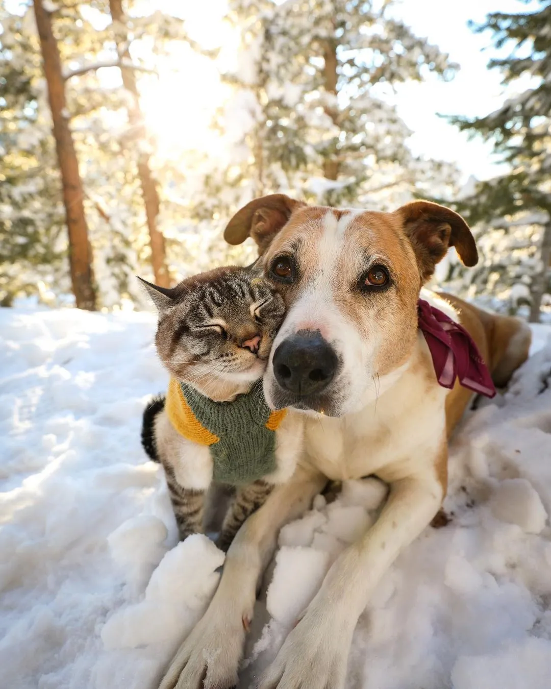 Rescue Dog And Cat Become Besties And Take Adventures Together