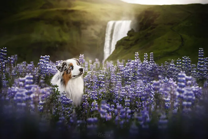 Purple Sea