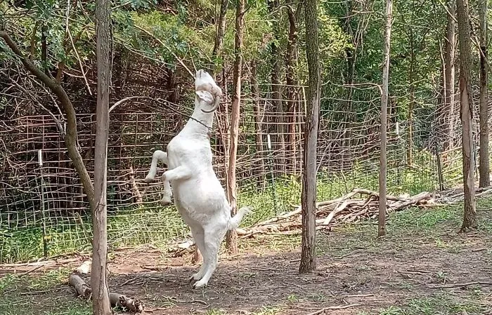 Rescue Goats And Sheep Living Their Best Life (37 Pics)
