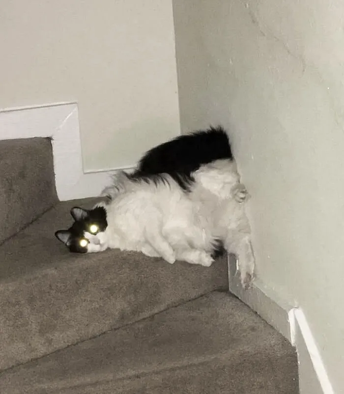 My Cat Always Finds The Most Unusual Positions Comfy
