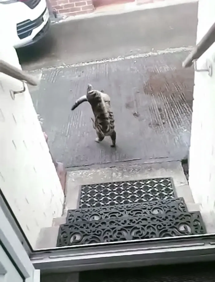 It Really Is Her Preferred Way Of Walking