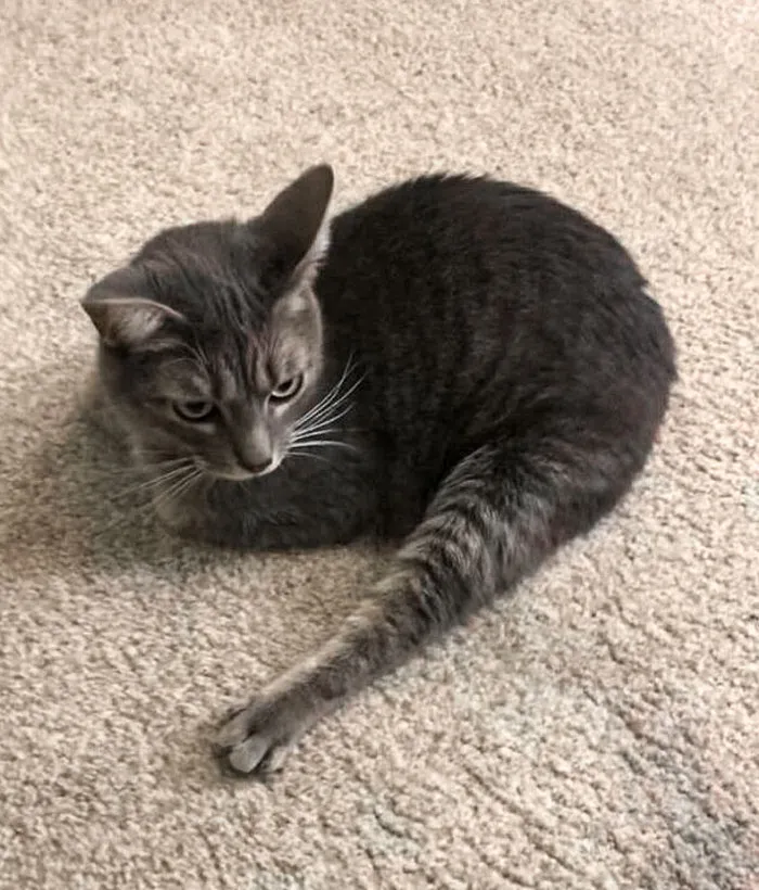 I Submit One Leg For Your Consideration