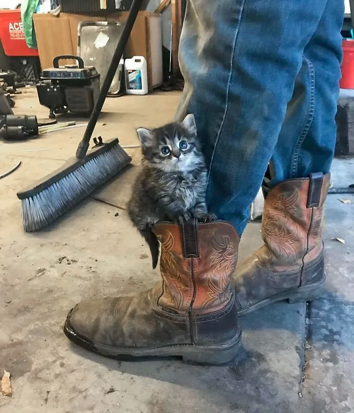 A Siberian Kitten My Friend Has Is So Photogenic