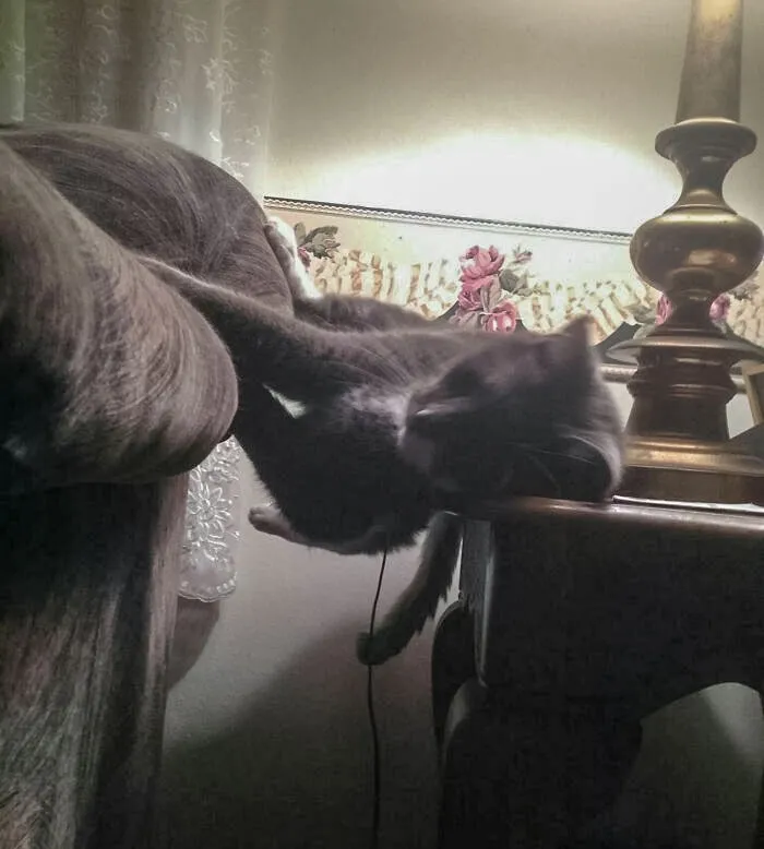 I Know Cats Like To Sleep In Weird Positions, But This Is Probably The Most Ridiculous