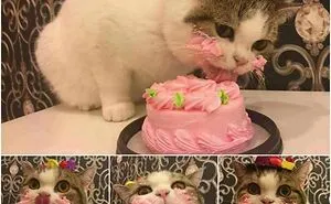 19 Important Milestones For Cat Owners