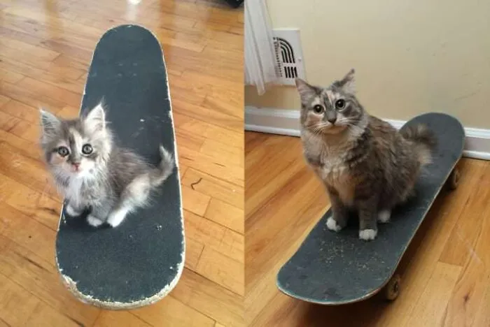 When You Finally Realize That Your Cat Is No Longer A Kitten