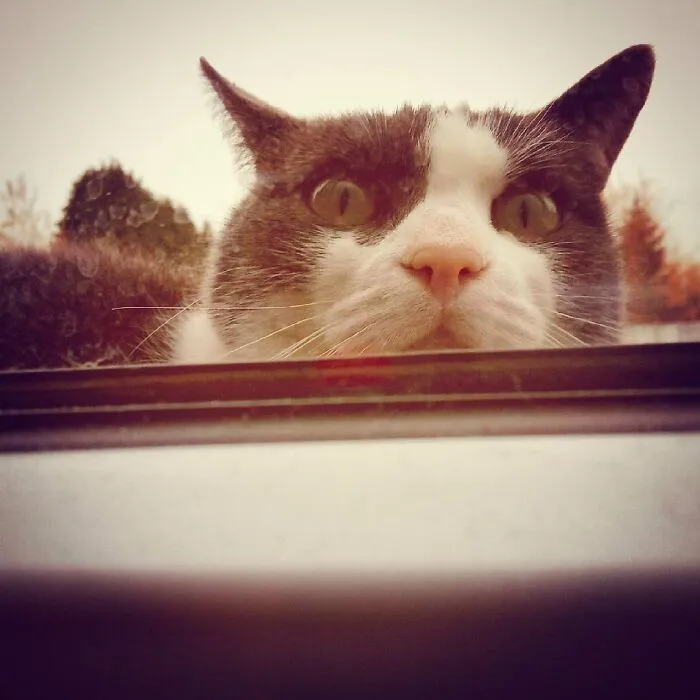 Having A Serious Discussion With Your Cat As To Whether They Want To Stay In Or Go Out
