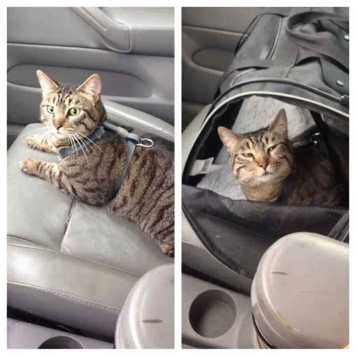 Taking Your Cat To The Vet For The First Time
