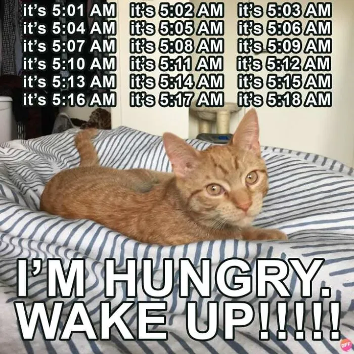 They’re Only Hungry When You’re Asleep