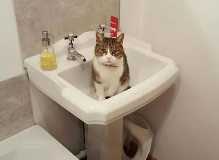 The Sink Is Another Bed
