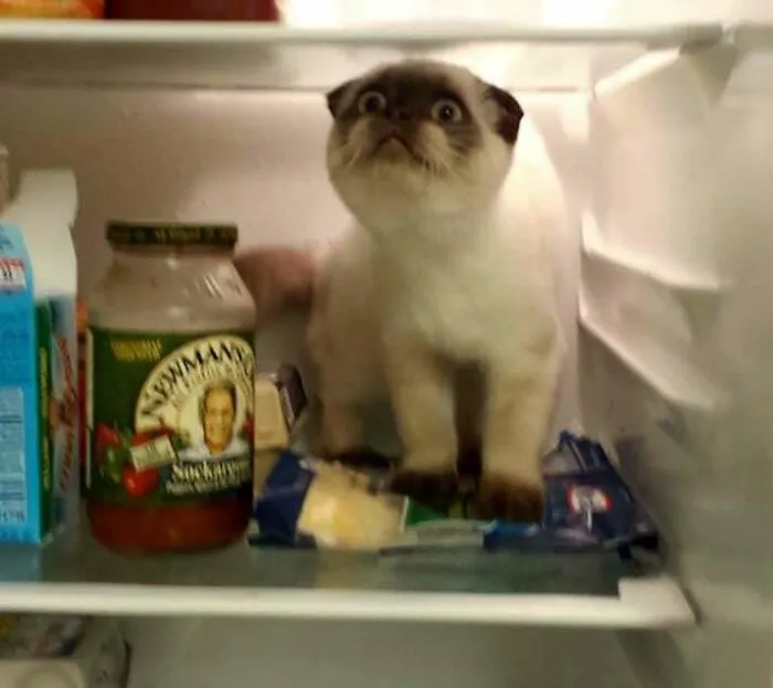 Find Out That They Are Sneaky Monsters