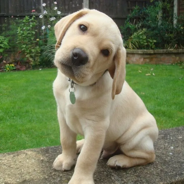 It’s Not Easy Being This Adorable, But Somebody’s Gotta Do It