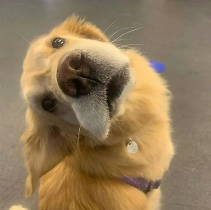 I’m Just A Little Goof