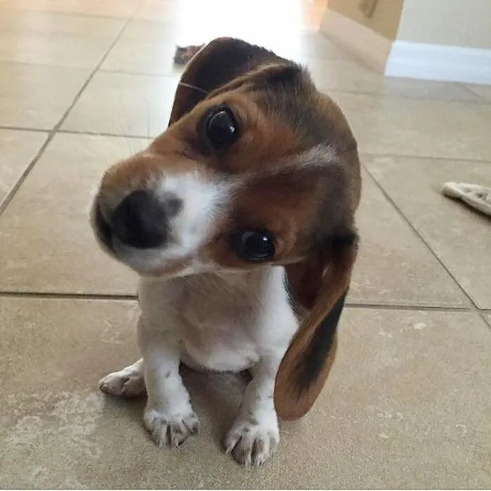 Head-Tilt + Big Floppy Ears = Magic
