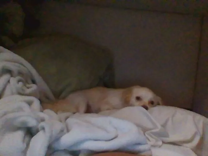 This Is Blu He's A 2 1/2 Year Old Cocker Spaniel/Chihuhua Mix. Total Goofball Who Likes To Catch Balls And Eat