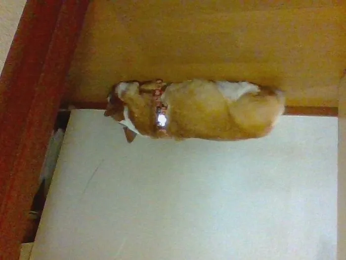 The Toilet Door Behe..bc Our Dog Always Wait Or Sleep Near The Toilet. Its How She Lets Us Know That She Will Protect Us While Pooping
