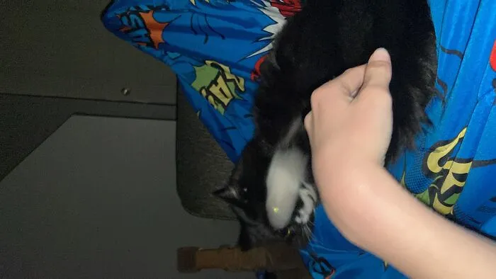 Super Sayan Cat With Flash On