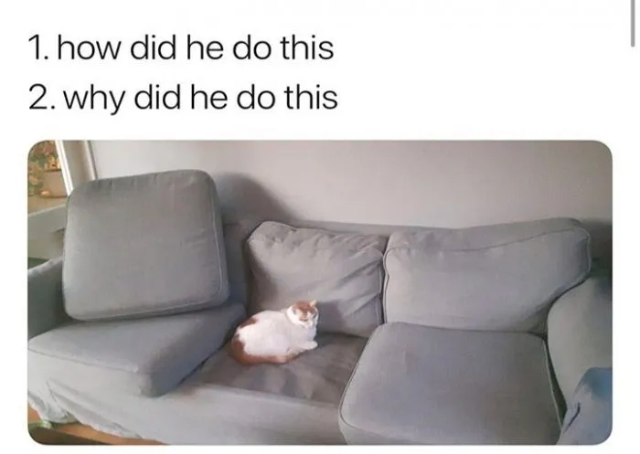 Why, Just Why!?