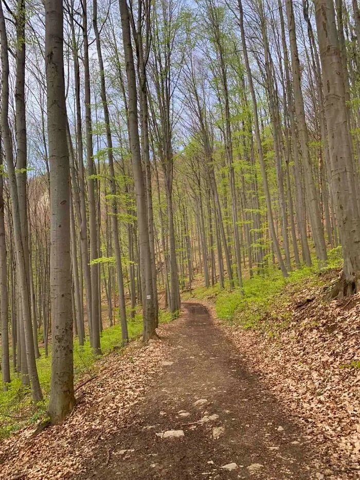 The Beginning Of Spring In The Woods