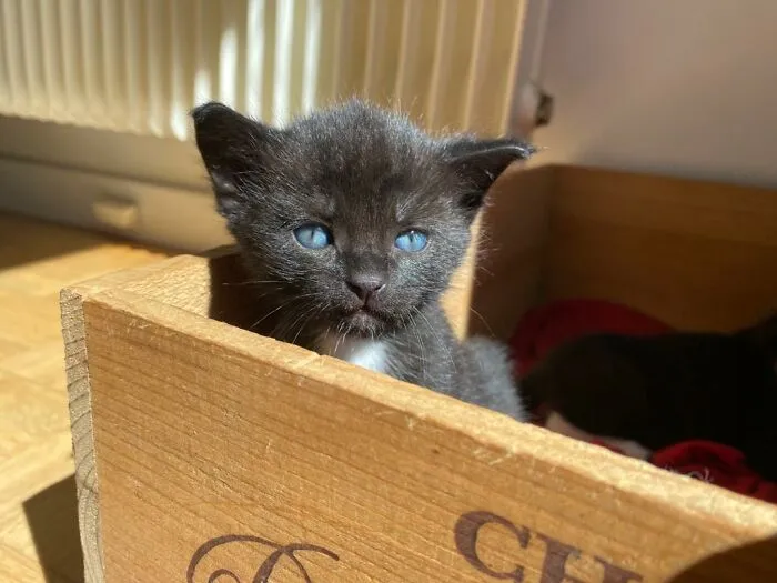 Snowflake At 3 Weeks Old