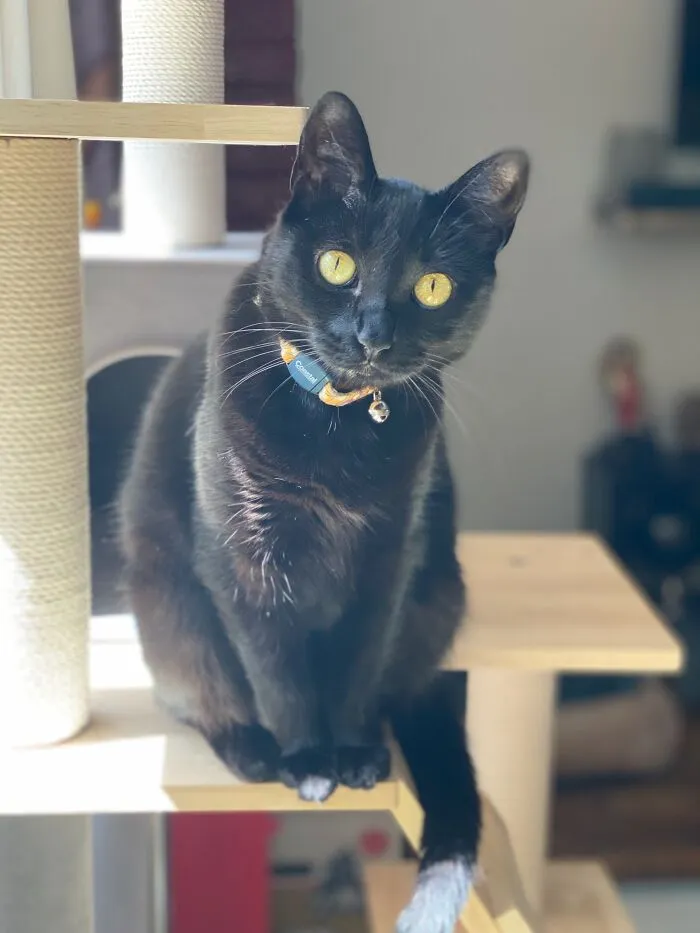 Smudge Wants To Get To Know You Better