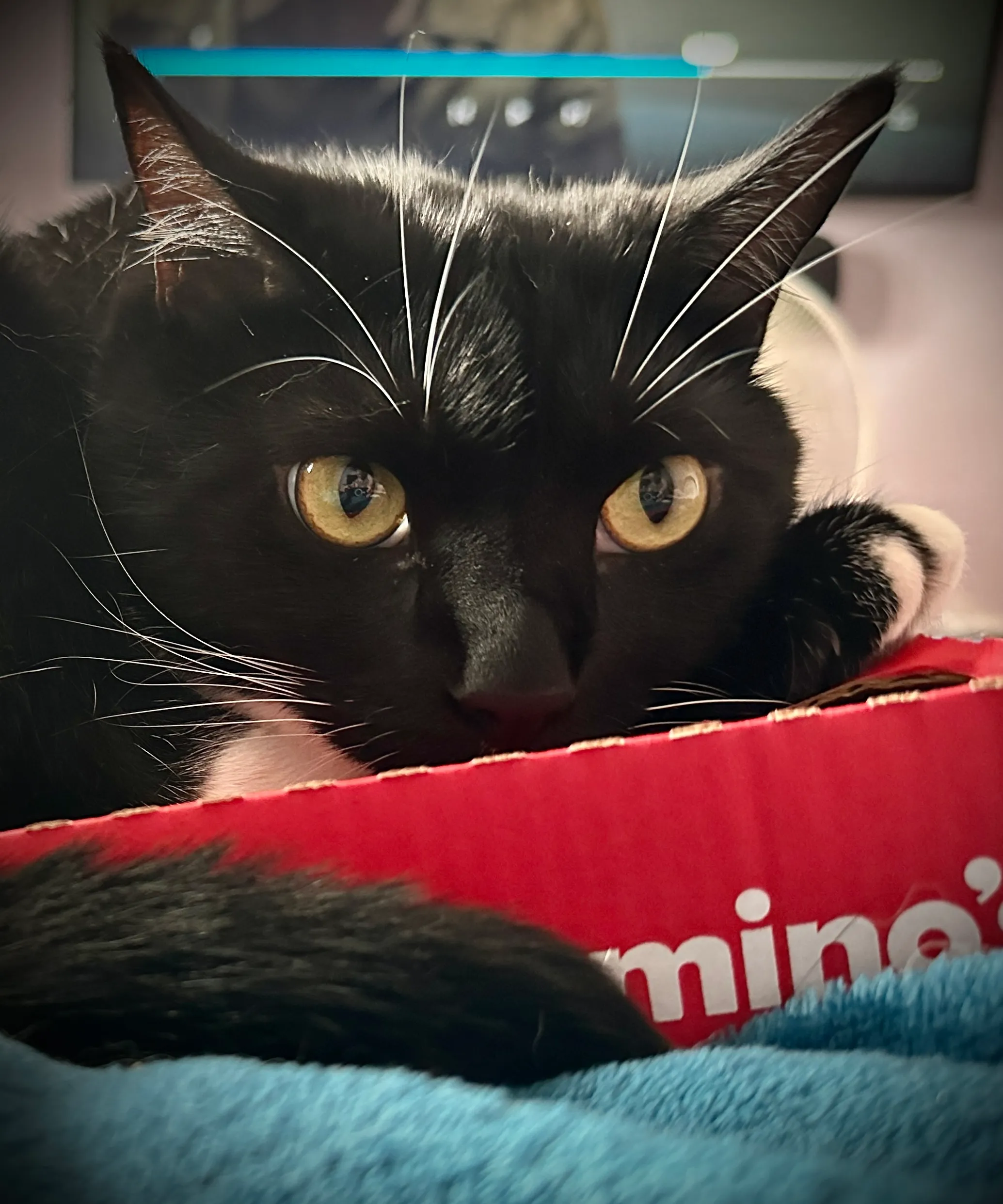 Cats On Dominos Boxes