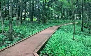Hey Pandas, Show Us A Cool Pic Of A Path That You Took