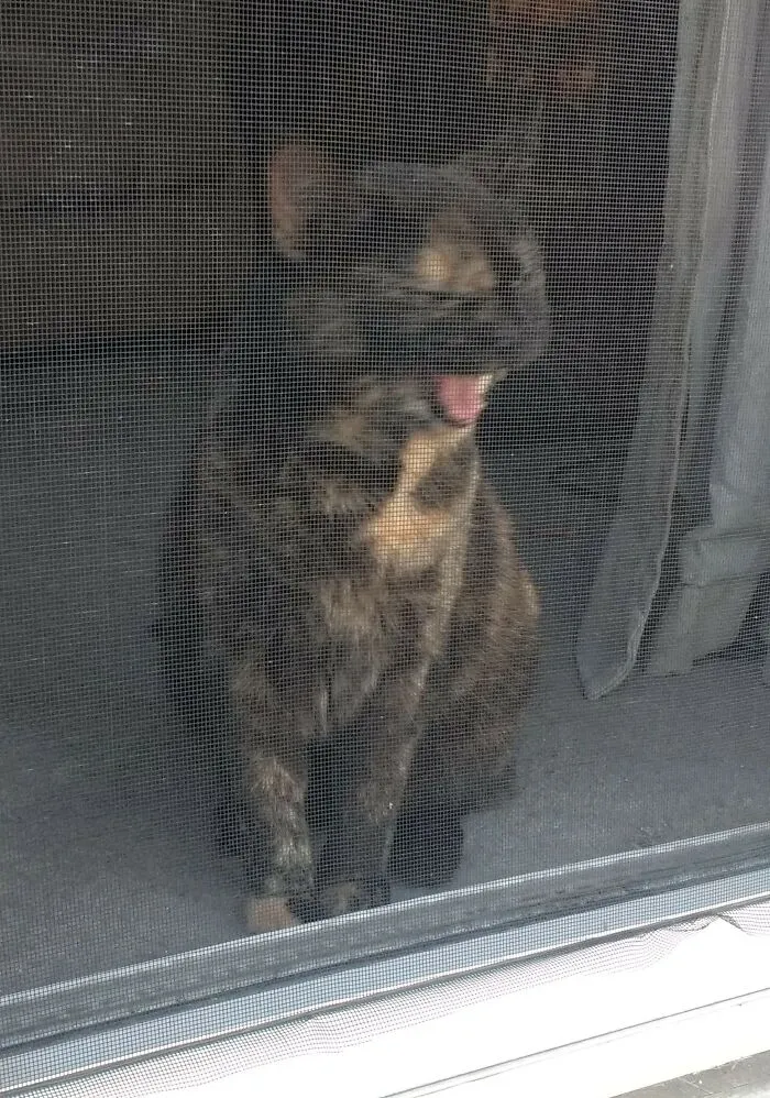 Quarantine Cat 4/7/2020