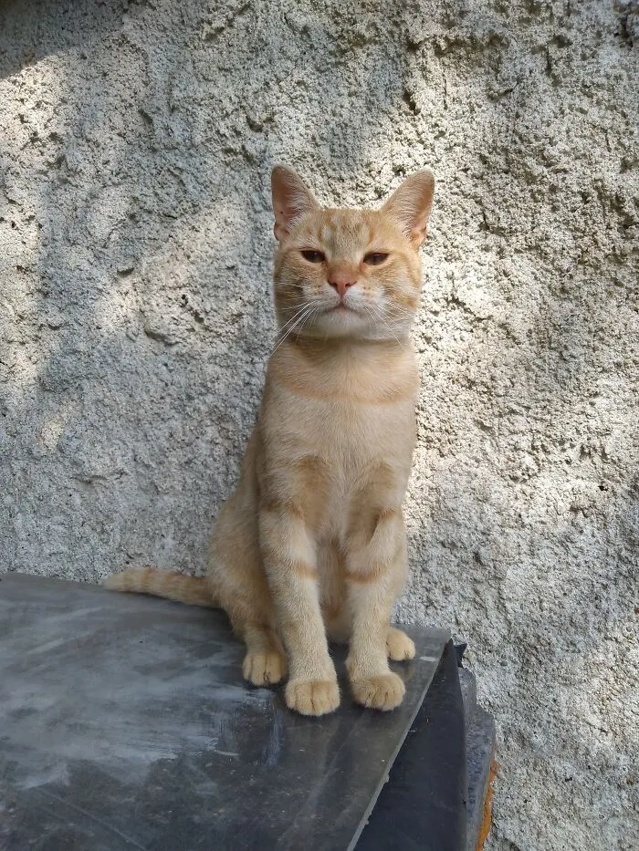 He Loves It When I Take Pictures Of Him,  Always Posing Like Hes Passport Photo Was Taken Lol 😂