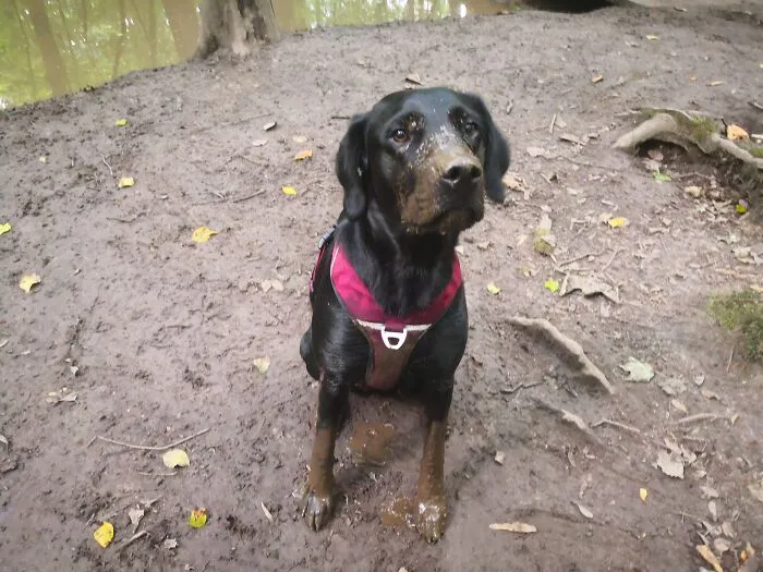 Well, This Is My Usually All-Black Girl Wearing Her Doberman Costume