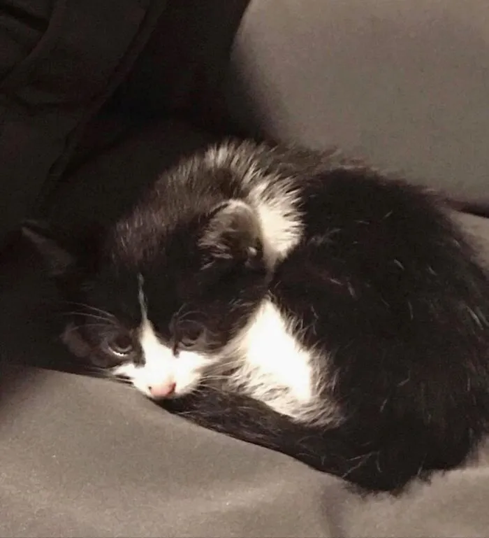 Around Two Years Ago, A Kitten Paid A Visit To The Cabin We Had Rented For Our Family. It Relaxed On The Patio Couch. I Believe That This Little Guy  Belonged To A Family Residing Not Too Far From Our Rented Cabin