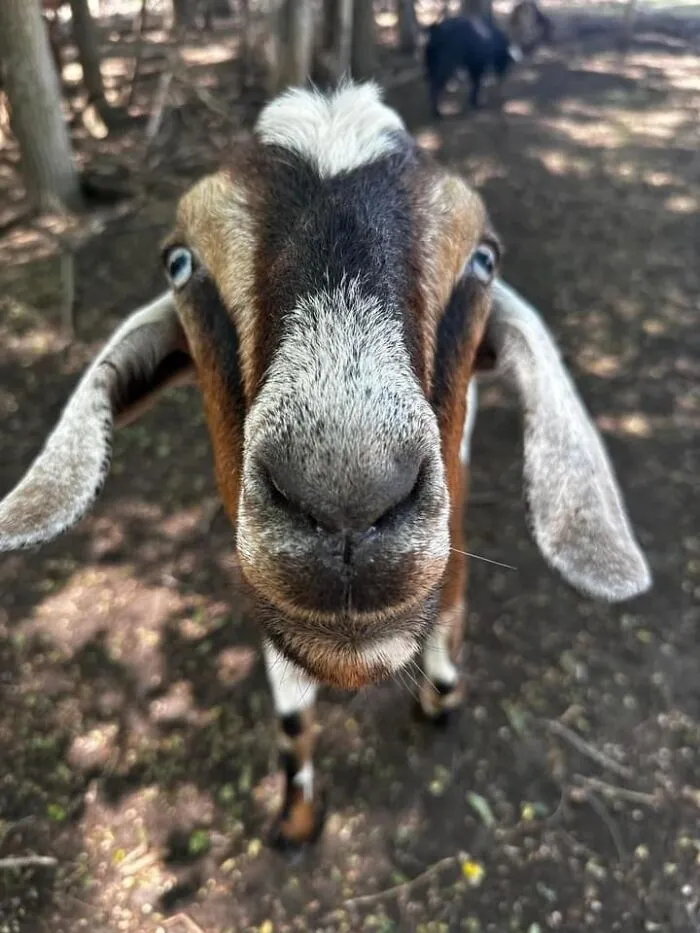 Rescue Goats And Sheep Living Their Best Life (37 Pics)
