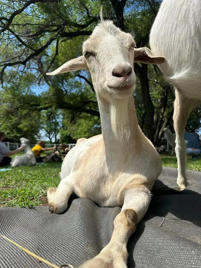 Rescue Goats And Sheep Living Their Best Life (37 Pics)