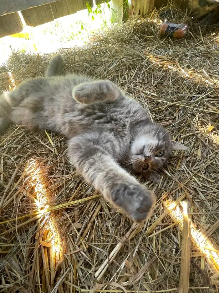 I Found Her Outside In The Yard A Few Years Ago. No Idea Who She Belonged To But She Was Pretty Friendly So We Fed Her (She Was In Rough Shape) And She Just Stuck Around With Us :) And Yes Shes Missing A Paw We Have No Idea How That Happened :(