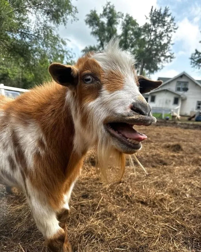 Rescue Goats And Sheep Living Their Best Life (37 Pics)