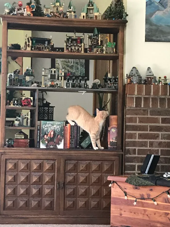 Pounce’s Harry Potter Bookshelf