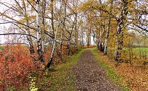 Hey Pandas, Show Us A Cool Pic Of A Path That You Took