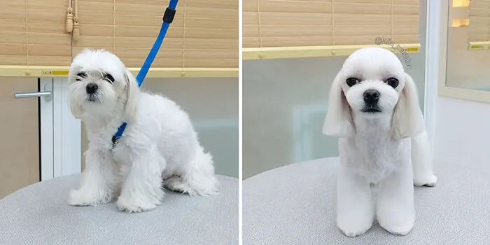 In Korea, A Dog Grooming Salon Goes Viral For ‘Cute’ Styling Transformations Performed On Its Customers (30 Pics)