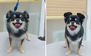 In Korea, A Dog Grooming Salon Goes Viral For ‘Cute’ Styling Transformations Performed On Its Customers (30 Pics)