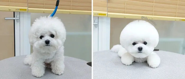 In Korea, A Dog Grooming Salon Goes Viral For ‘Cute’ Styling Transformations Performed On Its Customers (30 Pics)