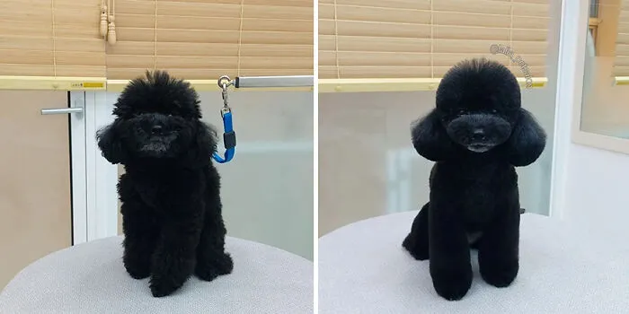 In Korea, A Dog Grooming Salon Goes Viral For ‘Cute’ Styling Transformations Performed On Its Customers (30 Pics)