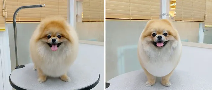 In Korea, A Dog Grooming Salon Goes Viral For ‘Cute’ Styling Transformations Performed On Its Customers (30 Pics)