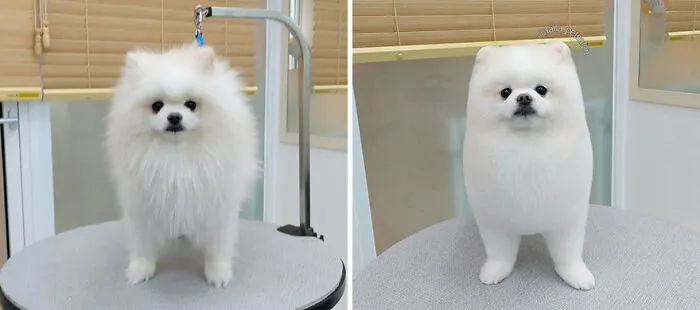 In Korea, A Dog Grooming Salon Goes Viral For ‘Cute’ Styling Transformations Performed On Its Customers (30 Pics)