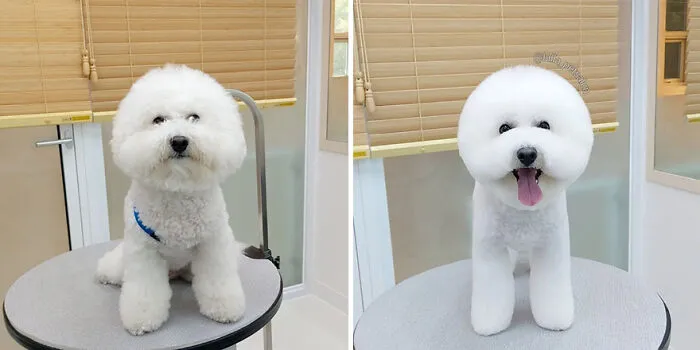 In Korea, A Dog Grooming Salon Goes Viral For ‘Cute’ Styling Transformations Performed On Its Customers (30 Pics)