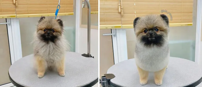 In Korea, A Dog Grooming Salon Goes Viral For ‘Cute’ Styling Transformations Performed On Its Customers (30 Pics)